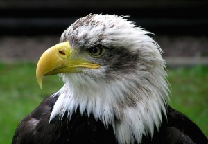bald-eagle-62834_640